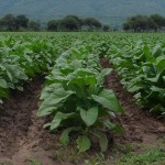 tabaco