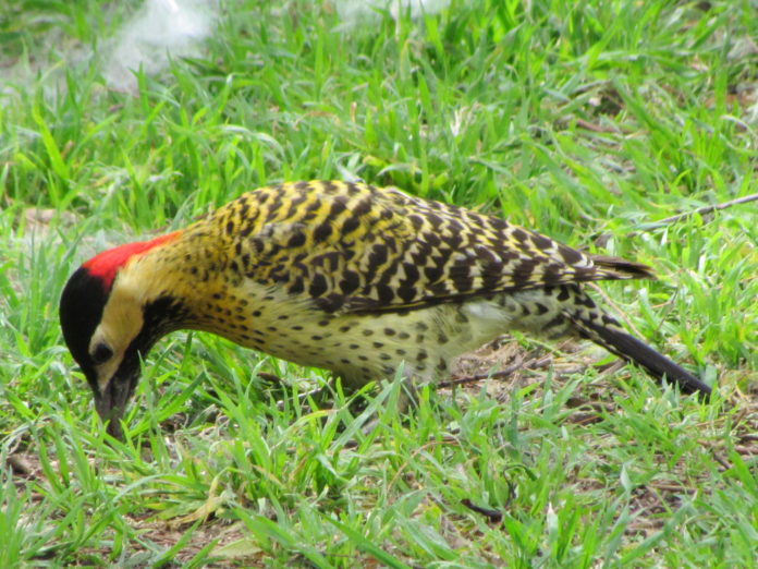 carpintero_campestre_2