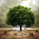 TIC-y-medioambiente