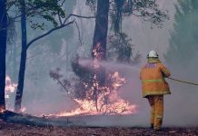Incendios forestales: un futuro en problemas