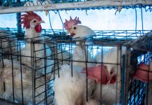 Compromiso “Libre de jaulas” una política de Sinergia Animal