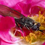Mosca soldado negra adulta