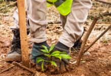 Nideport: la startup fundada por argentinos levanta inversión y escala su portafolio de Créditos de Carbono de Alta Integridad