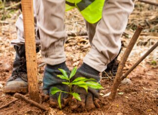 Nideport: la startup fundada por argentinos levanta inversión y escala su portafolio de Créditos de Carbono de Alta Integridad