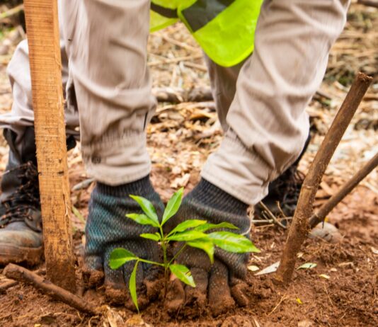 Nideport: la startup fundada por argentinos levanta inversión y escala su portafolio de Créditos de Carbono de Alta Integridad